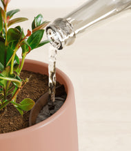 Load image into Gallery viewer, Calm Rose stand:all
