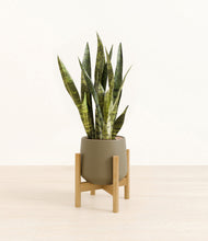 Load image into Gallery viewer, Olive stand:bamboo
