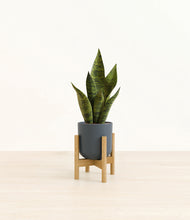 Load image into Gallery viewer, Iron Gray stand:bamboo
