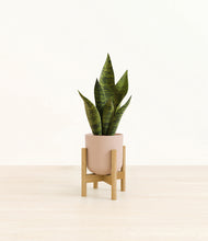 Load image into Gallery viewer, Sandy Pink stand:bamboo
