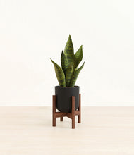 Load image into Gallery viewer, Stone Black stand:walnut
