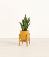 Load image into Gallery viewer, Mustard stand:bamboo
