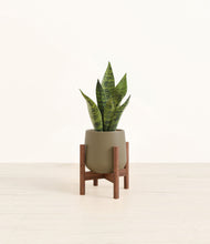 Load image into Gallery viewer, Olive stand:walnut
