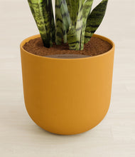 Load image into Gallery viewer, Sunset Orange stand:all
