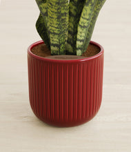 Load image into Gallery viewer, Striped Cherry Red stand:all
