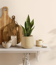 Load image into Gallery viewer, Almond Green
