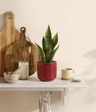 Load image into Gallery viewer, Striped Cherry Red
