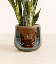 Load image into Gallery viewer, Olive stand:all
