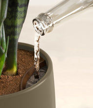 Load image into Gallery viewer, Olive stand:all
