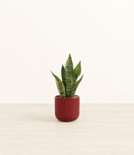 Load image into Gallery viewer, Striped Cherry Red*****Profile
