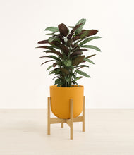 Load image into Gallery viewer, Sunset Orange stand:bamboo
