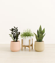 Load image into Gallery viewer, Sandy*****Profile
