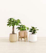 Load image into Gallery viewer, Sandy stand:one_stand
