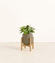 Load image into Gallery viewer, Olive stand:bamboo
