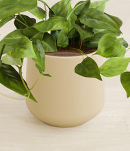 Load image into Gallery viewer, Almond Green stand:all
