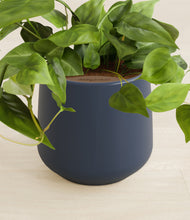 Load image into Gallery viewer, Deep Navy stand:all
