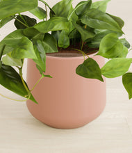 Load image into Gallery viewer, Calm Rose stand:all
