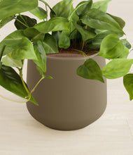 Load image into Gallery viewer, Olive stand:all
