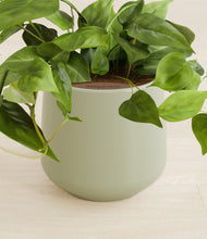 Load image into Gallery viewer, Turquoise stand:all
