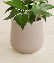 Load image into Gallery viewer, Eternal Gray stand:all
