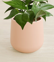 Load image into Gallery viewer, Gentle Pink stand:all
