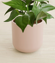 Load image into Gallery viewer, Sandy Pink stand:all
