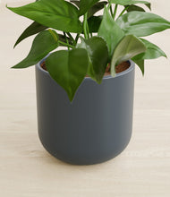 Load image into Gallery viewer, Iron Gray stand:all
