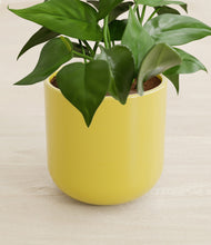 Load image into Gallery viewer, Key Lime Yellow stand:all
