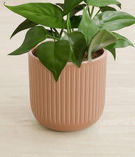 Load image into Gallery viewer, Striped Peach Pink stand:all
