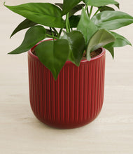 Load image into Gallery viewer, Striped Cherry Red stand:all
