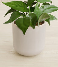 Load image into Gallery viewer, Snowdrift White stand:all
