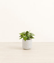 Load image into Gallery viewer, Hammered Ivory*****Profile
