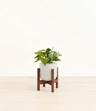 Load image into Gallery viewer, Hammered Ivory stand:walnut
