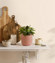 Load image into Gallery viewer, Striped Rose Pink
