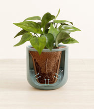 Load image into Gallery viewer, Reactive Aqua stand:all
