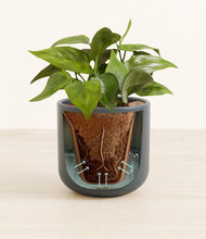 Load image into Gallery viewer, Iron Gray stand:all
