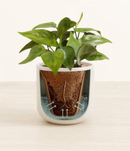 Load image into Gallery viewer, Cotton White stand:all
