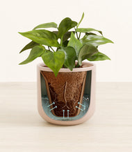 Load image into Gallery viewer, Sandy Pink stand:all
