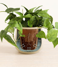 Load image into Gallery viewer, Almond Green stand:all
