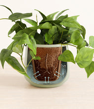 Load image into Gallery viewer, Turquoise stand:all
