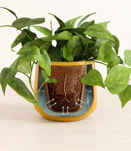 Load image into Gallery viewer, Mustard stand:all
