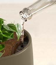 Load image into Gallery viewer, Olive
