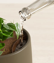 Load image into Gallery viewer, Olive stand:all
