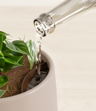 Load image into Gallery viewer, Eternal Gray stand:all
