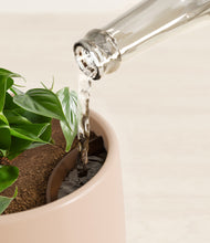 Load image into Gallery viewer, Gentle Pink stand:all
