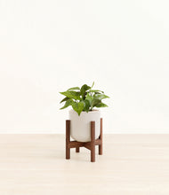 Load image into Gallery viewer, Snowdrift White stand:walnut
