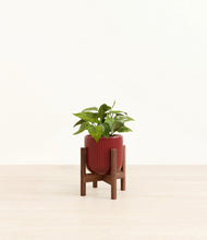 Load image into Gallery viewer, Striped Cherry Red stand:walnut
