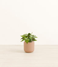 Load image into Gallery viewer, Striped Peach Pink*****Profile
