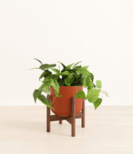 Load image into Gallery viewer, Earth Red stand:walnut
