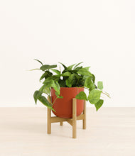 Load image into Gallery viewer, Earth Red stand:bamboo
